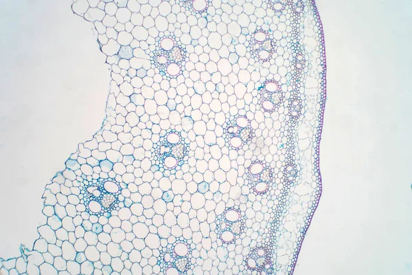 Dwarsdoorsneden Van Plantenstam Onder Microscoopbeeld Voor Fysiologie Van Onderwijsplanten — Stockfoto