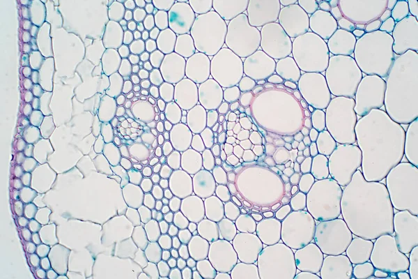 Eğitim Bitkisi Fizyolojisi Için Mikroskop Altında Bitki Sapının Çapraz Bölümleri — Stok fotoğraf