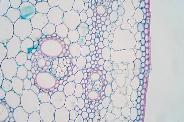 Secciones Transversales Del Tallo Vegetal Bajo Microscopio Para Fisiología Las —  Fotos de Stock