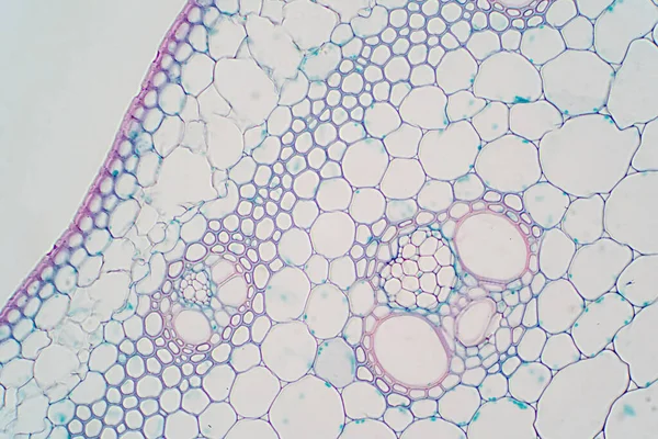 Sezioni Trasversali Dello Stelo Vegetale Microscopio Fisiologia Delle Piante Educative — Foto Stock