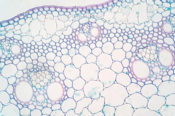 教育植物生理学显微镜下植物茎截面分析 — 图库照片