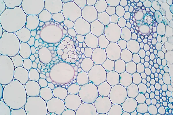Coupes Transversales Tige Végétale Microscope Pour Éducation Physiologie Végétale — Photo