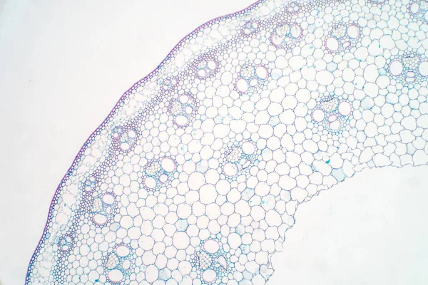 Dwarsdoorsneden Van Plantenstam Onder Microscoopbeeld Voor Fysiologie Van Onderwijsplanten — Stockfoto