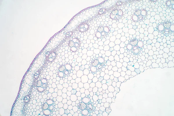 Secciones Transversales Del Tallo Vegetal Bajo Microscopio Para Fisiología Las — Foto de Stock