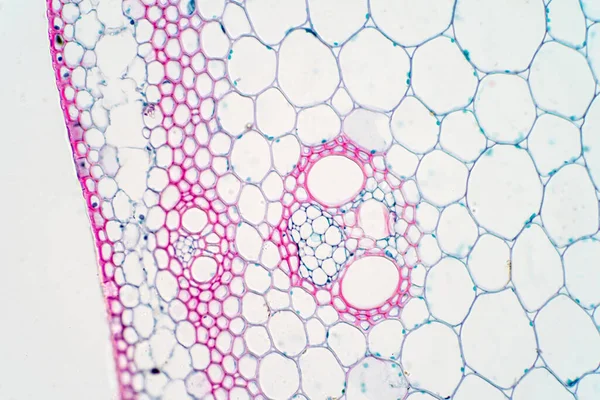Tvärsnitt Växtstammen Mikroskop För Utbildning Växtfysiologi — Stockfoto