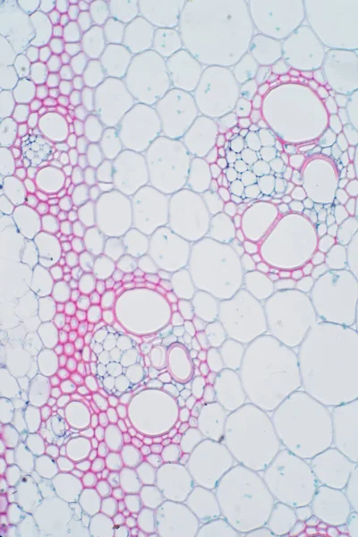 Tessuto Vascolare Vegetale Microscopio Educazione — Foto Stock