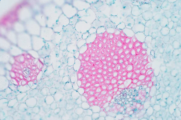 Tissu Vasculaire Végétal Microscope Pour Éducation — Photo