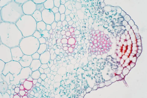 Pflanzliches Gefäßgewebe Unter Dem Mikroskop Für Die Ausbildung — Stockfoto