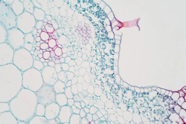 Plantaardig Vaatweefsel Onder Microscoop Voor Onderwijs — Stockfoto