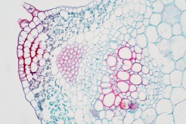 Tejido Vascular Vegetal Bajo Microscopio Ver Para Educación —  Fotos de Stock