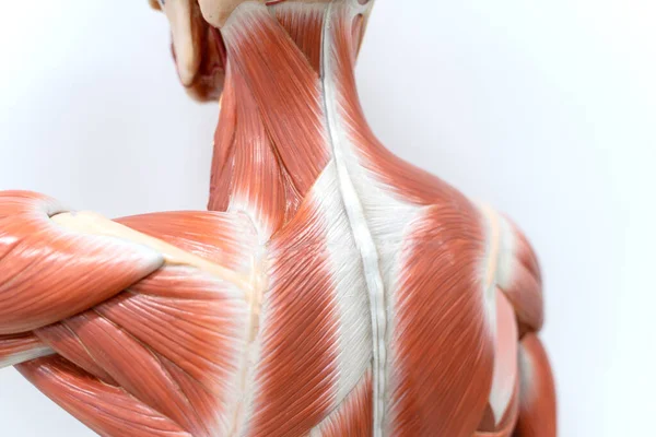 Músculos Cuello Espalda Modelo Para Educación Fisiológica —  Fotos de Stock