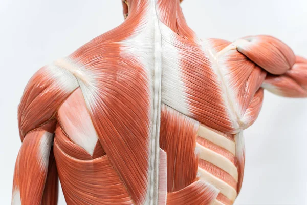 Músculos Del Modelo Espalda Para Educación Fisiológica —  Fotos de Stock
