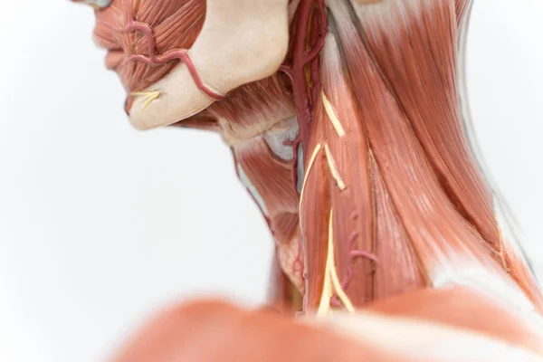 Músculo Del Cuello Humano Para Educación —  Fotos de Stock