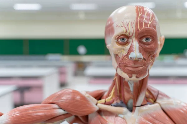Ludzki Model Anatomii Fizjologii Laboratorium Edukacji — Zdjęcie stockowe