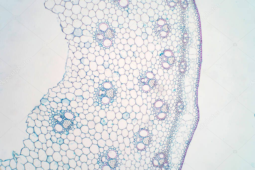 Cross sections of plant stem under microscope view for education plant physiology.