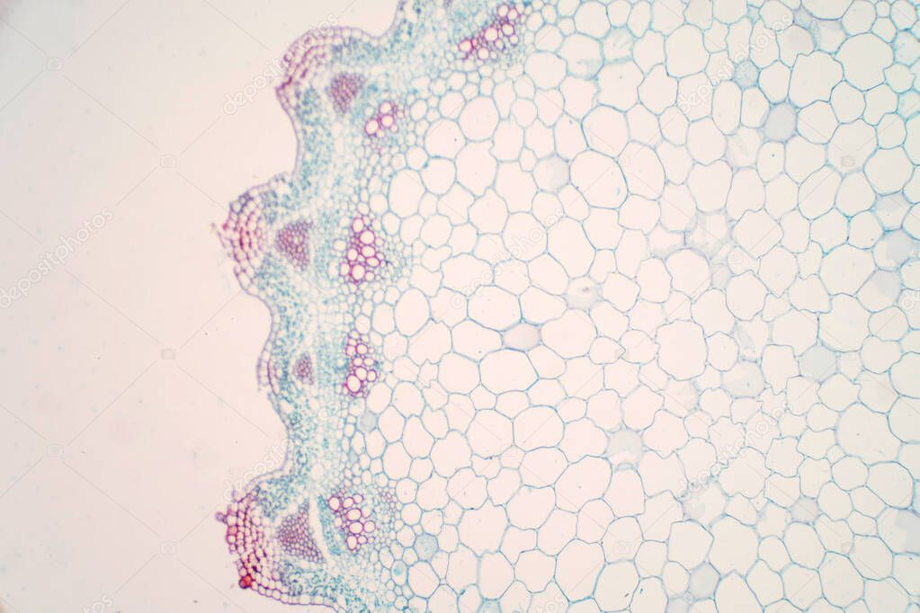 Plant vascular tissue under microscope view for education.
