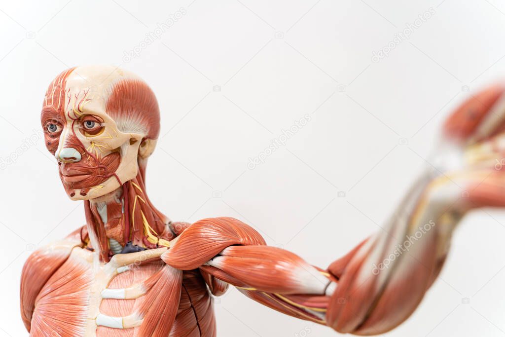 Human anatomy and physiology model in the laboratory for education.