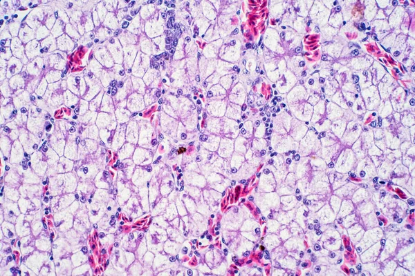 Lidská Jaterní Tkáň Pod Mikroskopem Histologické Pro Fyziologii Člověka — Stock fotografie