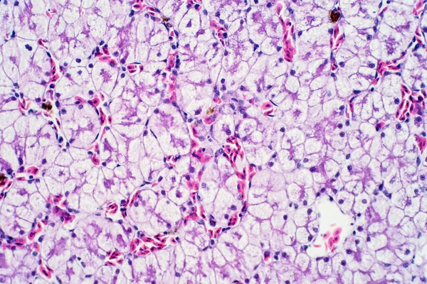 Tejido Hepático Humano Bajo Vista Del Microscopio Histológico Para Fisiología —  Fotos de Stock