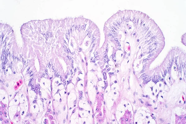 显微镜下观察人大肠组织 人类生理学的组织学 — 图库照片