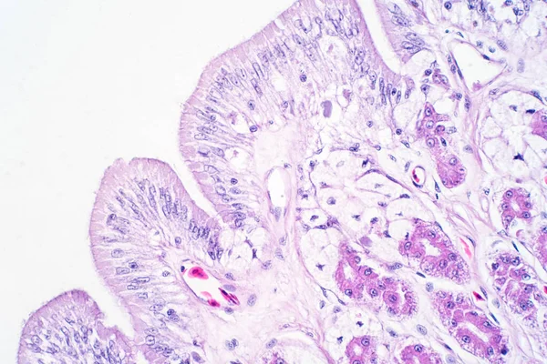 Menschliches Dickdarmgewebe Unter Dem Mikroskop Histologisch Für Die Menschliche Physiologie — Stockfoto