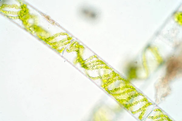 Spirogyra Ist Eine Gattung Fadenförmiger Charophyten Grünalgen Phytoplankton — Stockfoto