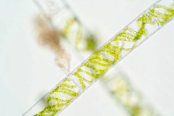 Spirogyra Lifli Yeşil Yosun Cinsi Phytoplakton Dur — Stok fotoğraf