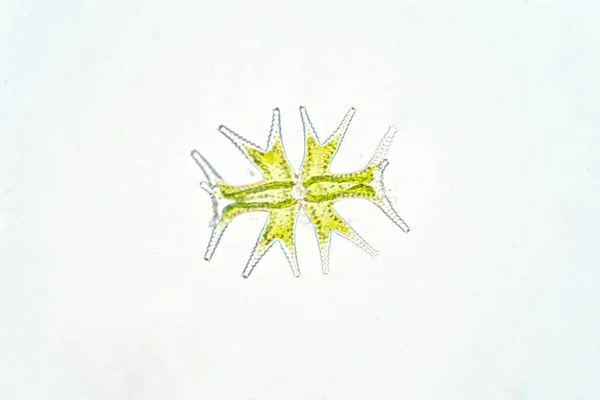 Micrasterias Mikroskop Altında Tek Hücreli Yeşil Bir Alg Fitoplankton — Stok fotoğraf