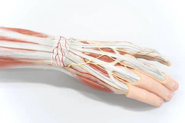 Musklerna Handflatan För Anatomi Utbildning Människans Fysiologi — Stockfoto