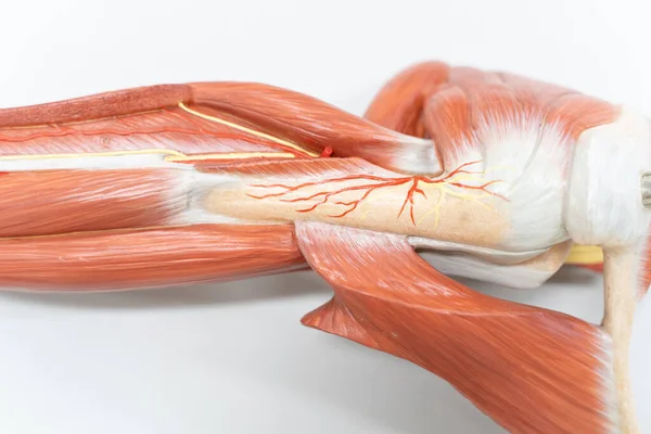 Músculos Del Hombro Para Educación Anatomía Fisiología Humana —  Fotos de Stock