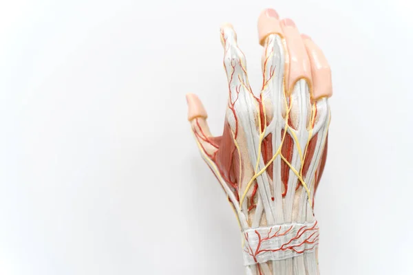 Anatomi eğitimi için avuç içi kas gücü. İnsan fizyolojisi.