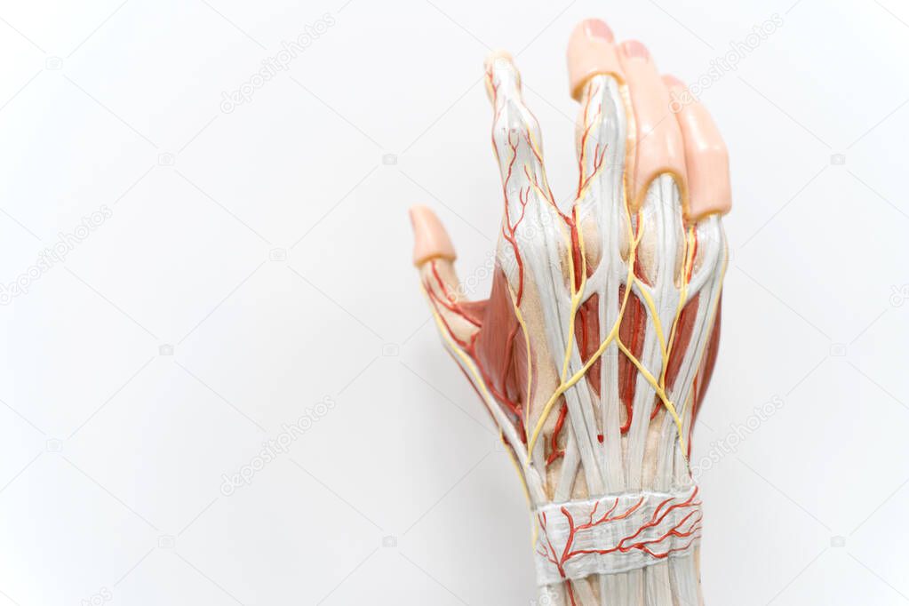 Muscles of the palm hand for anatomy education. Human physiology.