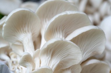 Organik çiftlikte yetiştirilen istiridye mantarı..