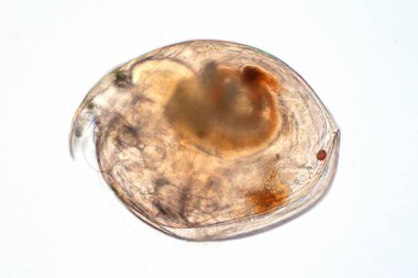 Su piresi (Moina makrocopa) eğitim için mikroskop altında