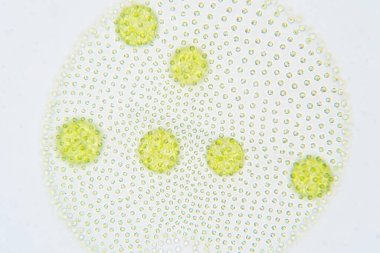 Volvox, klorofil yeşil alglerin veya fitoplanktonların polifiletik cinsidir. Çeşitli tatlı su ve deniz ortamlarında yaşarlar.