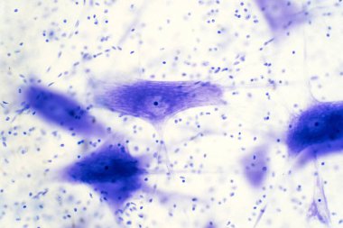 Eğitim için mikroskop altında beyindeki nöron hücreleri.