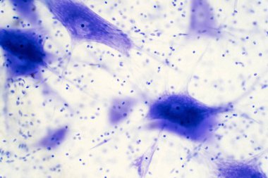 Eğitim için mikroskop altında beyindeki nöron hücreleri.