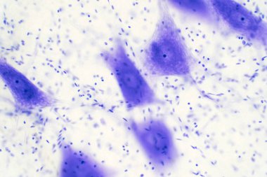 Eğitim için mikroskop altında beyindeki nöron hücreleri.