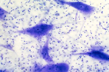 Eğitim için mikroskop altında beyindeki nöron hücreleri.