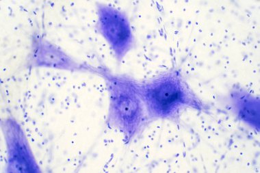 Eğitim için mikroskop altında beyindeki nöron hücreleri.