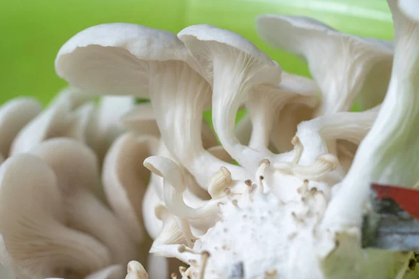 Oyster mushroom grow from cultivation in organic farm.