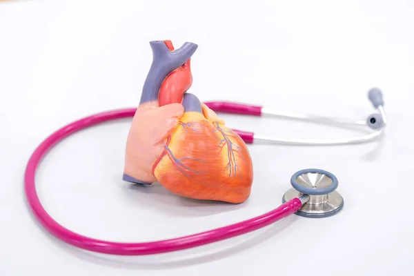 Menschliches Herzmodell Mit Stethoskop Gesundes Konzept — Stockfoto
