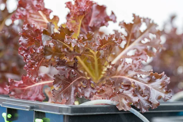 Fresh organic Red oak culture in aquaponic or hydroponic farming. Salad organic hydroponic farm, Red  salad Vegetable leaf, Red Oak