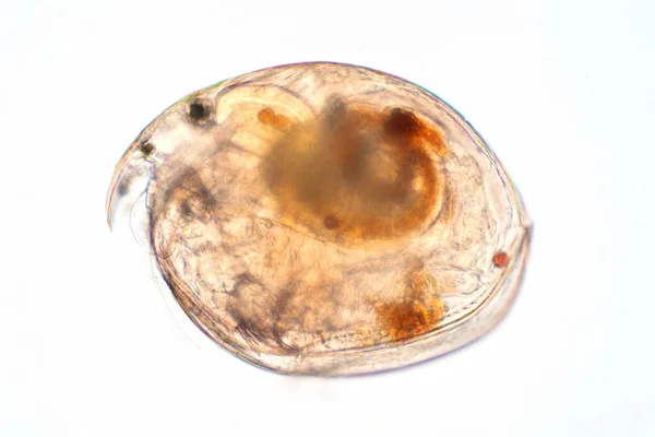 教育のための顕微鏡的視野の下での水のフリー Moina Microcopa — ストック写真