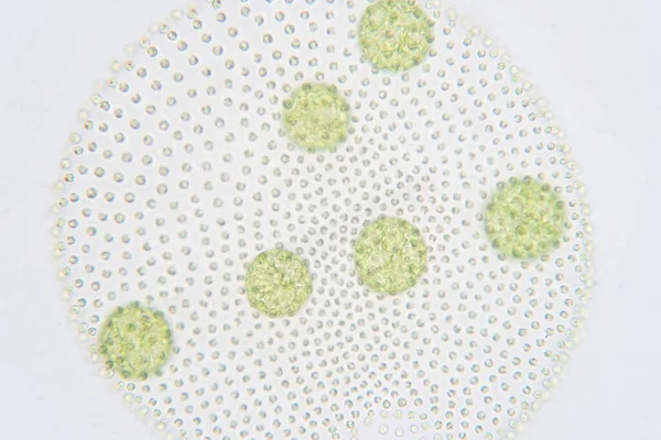 Volvox Klorofita Zöld Algák Vagy Fitoplanktonok Polifitikus Nemzetsége Különböző Édesvízi — Stock Fotó