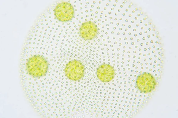 Volvox Поліфілетичний Рід Хлорофітів Зелених Водоростей Або Фітопланктонів — стокове фото