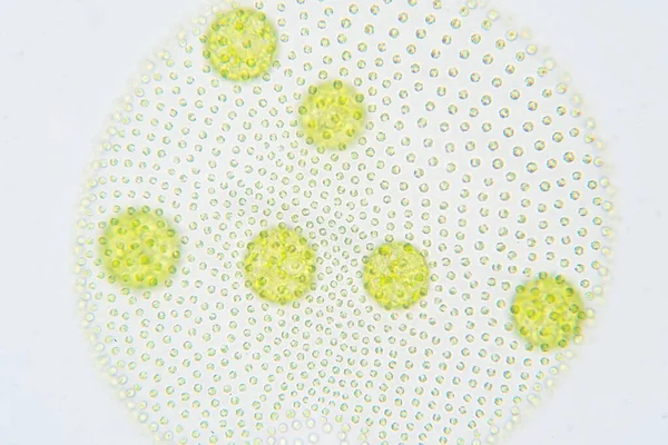 Volvox Ist Eine Polyphyletische Gattung Von Chlorophyten Grünalgen Oder Phytoplankton — Stockfoto