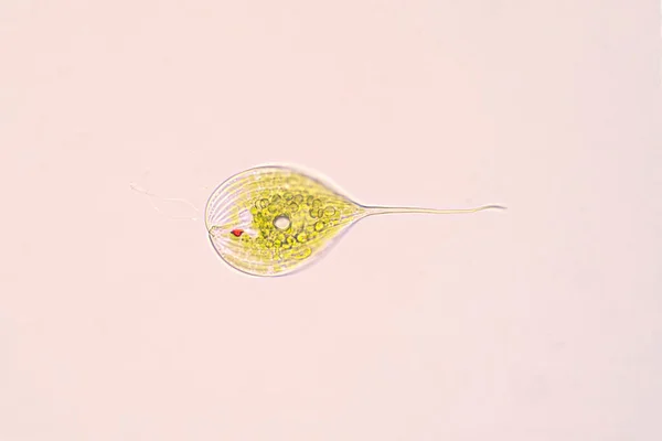 Phacus Est Une Unicellulaire Phylum Euglenozoa Sous Microscope Éducation — Photo