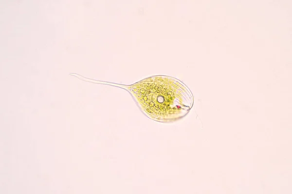 Phacus Unicelular Filo Euglenozoa Sob Microscópio Para Educação — Fotografia de Stock