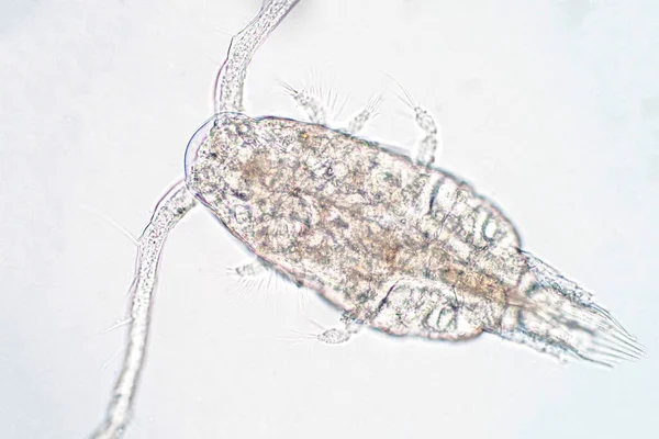 Kopepod (Zooplankton), deniz ve tatlı su habitatlarında bulunan küçük bir kabuklulardır..